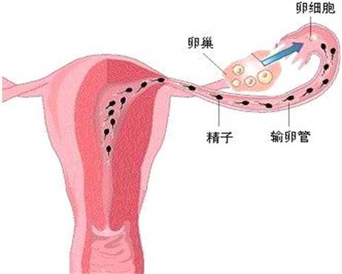 广州合法代孕-试管北京代孕婴儿北京代孕价格：秋冬滋助孕中心补养生汤有哪