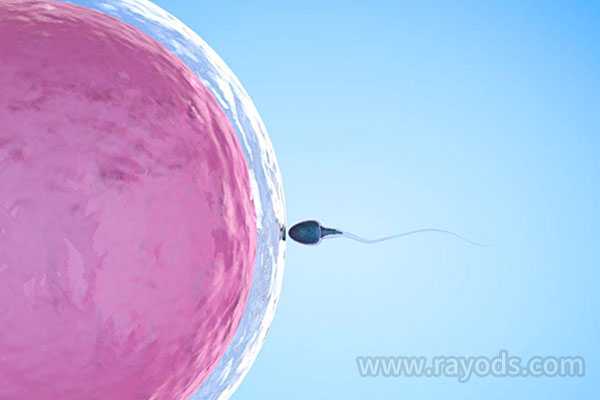 郑州国外借卵生子，4个步骤囊括全部流程，解谜取卵后胚胎培养的过程