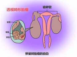 郑州供卵中心价格~郑州供卵试管代怀生子，怀孕50天测男女最灵的土方法是什么